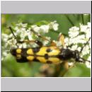 Leptura maculata - Gefleckter Schmalbock 02.jpg